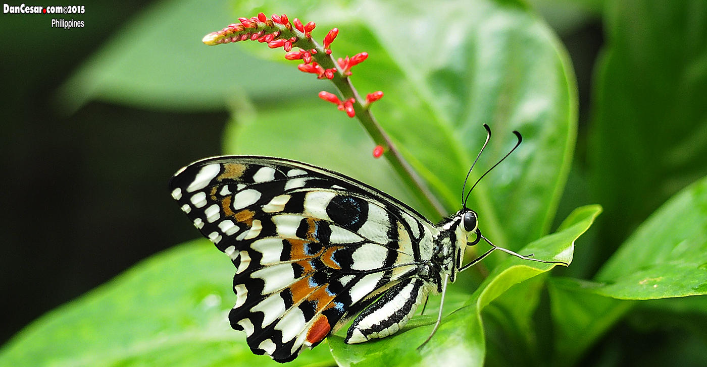 Jumalon Butterfly Sanctuary