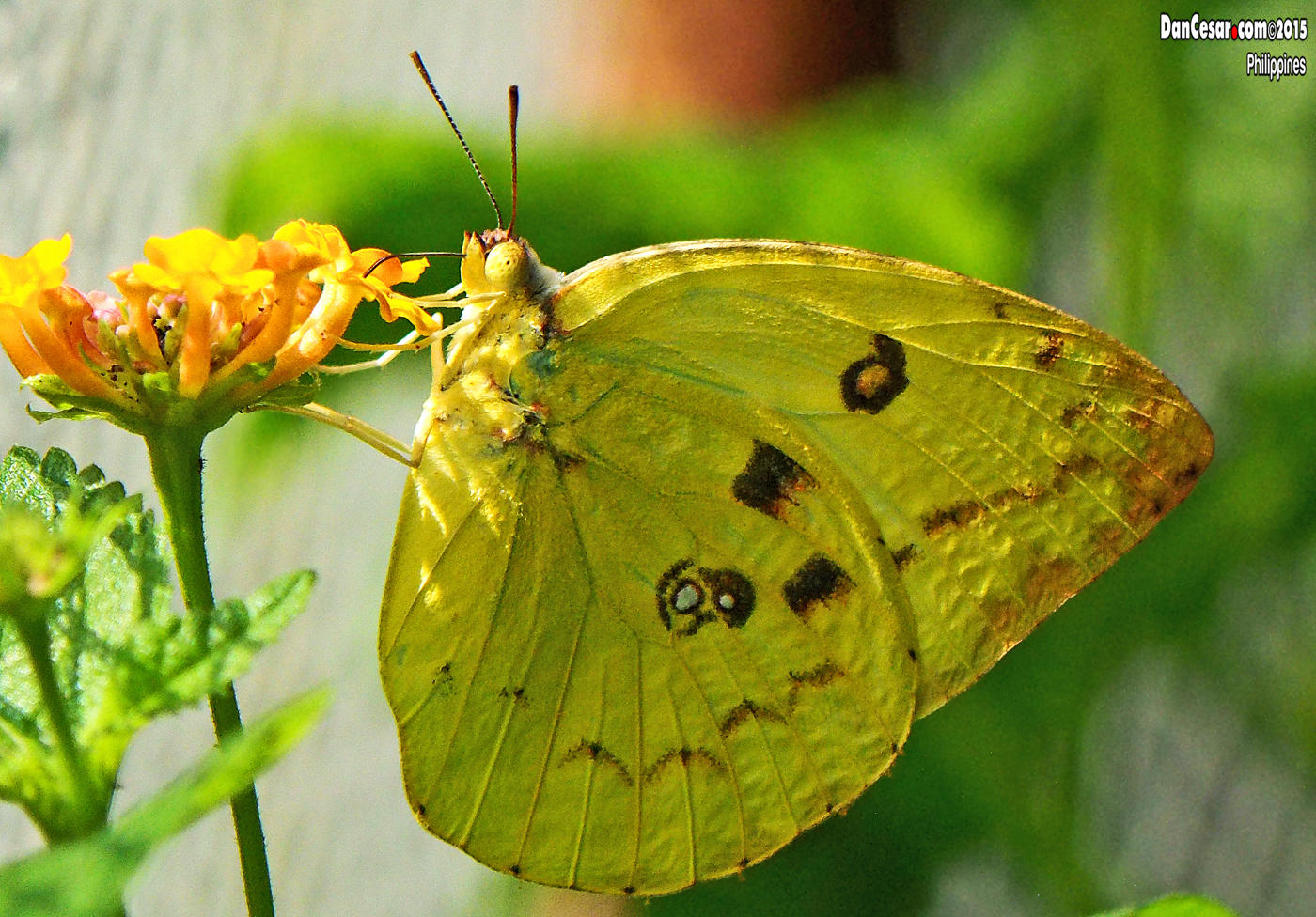 Jumalon Butterfly Sanctuary