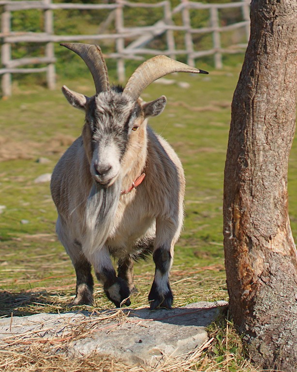 DSC01796 - Sunny, the Goat