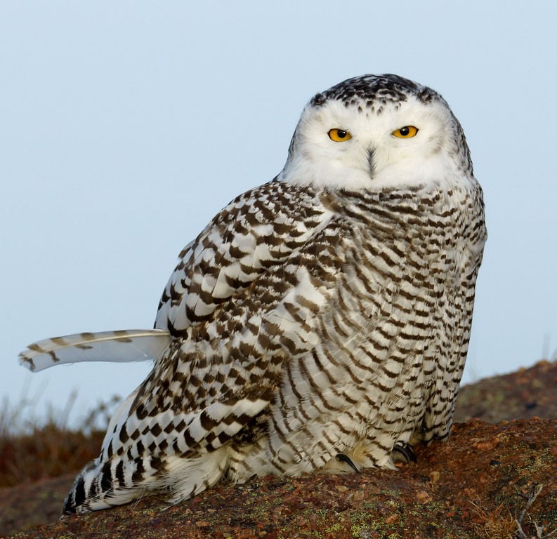 DSC06343 - Snowy Owl