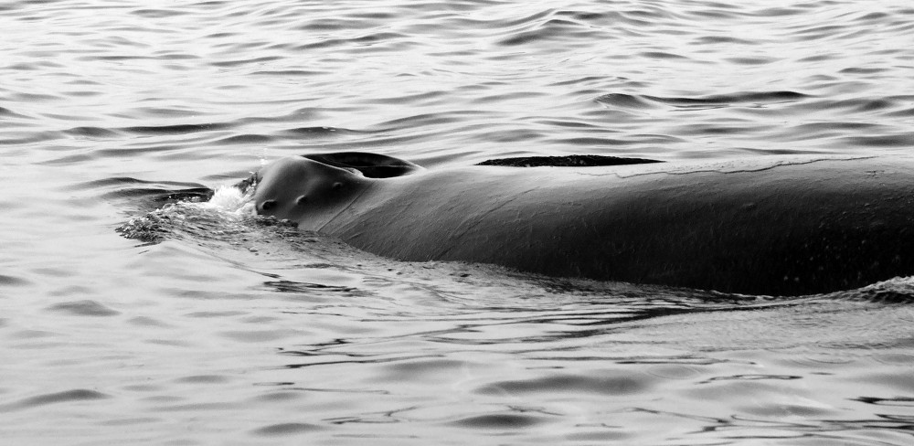 DSC03424 - Thar She Blows