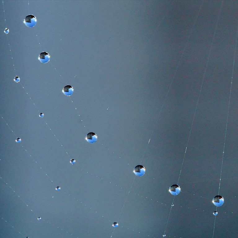 DSC04340 - Dew Drops**WINNER**