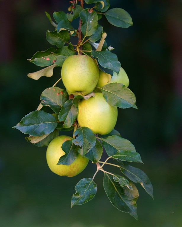DSC04479 - God Didn't Make Little Green Apples