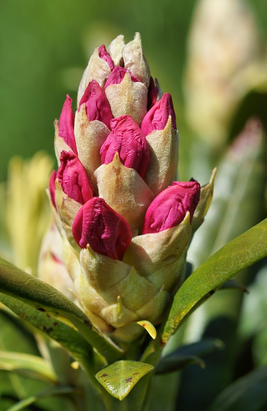 DSC07890 - Rhododendron