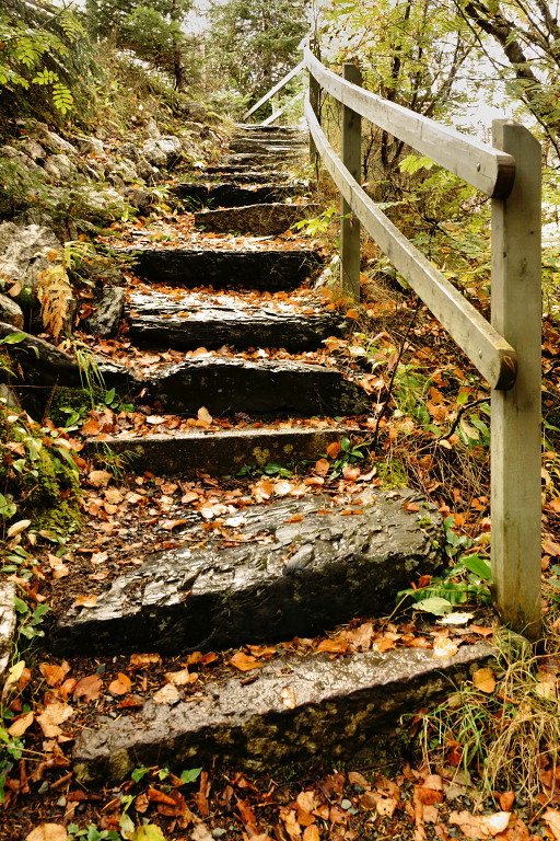 DSC02398 - Autumn Steps