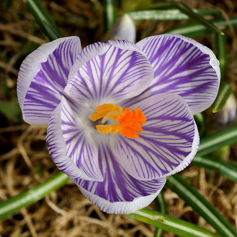 DSC05736 - Tiger Crocus