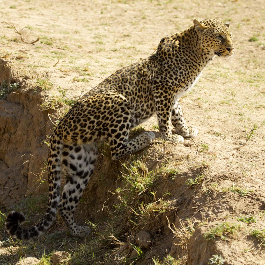 Leopard hunting from a ravine