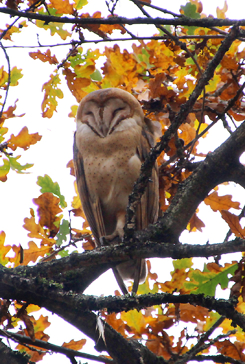 Barn Owl