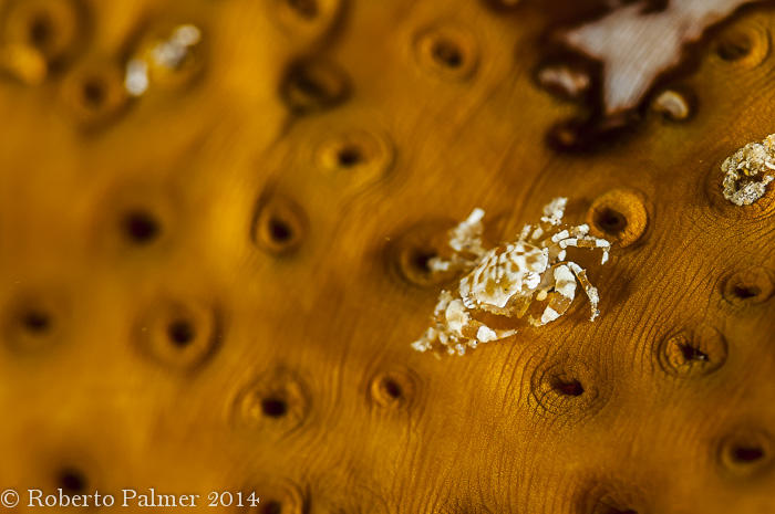 Sea Cucumber Swimming Crab