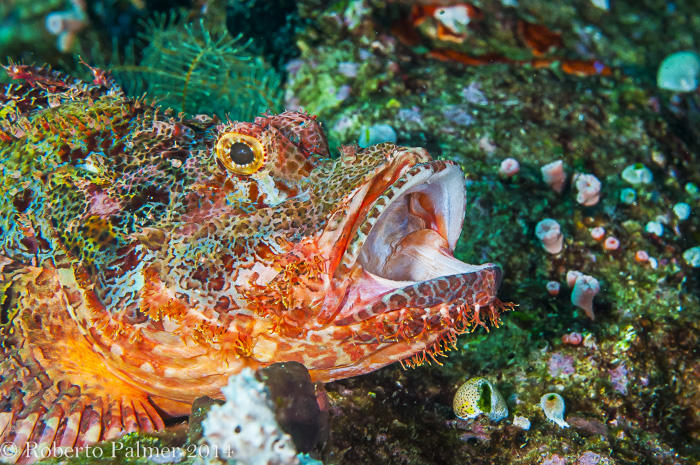 Peixe pedra - Stonefish