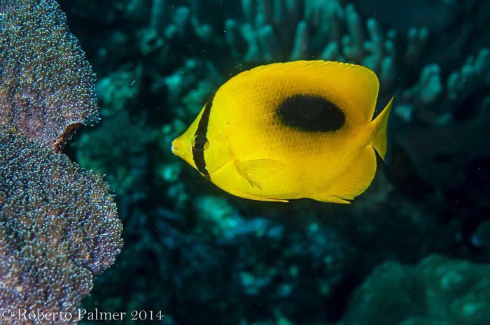 Borboleta - Butterflyfish ( Chaetodon speculum)