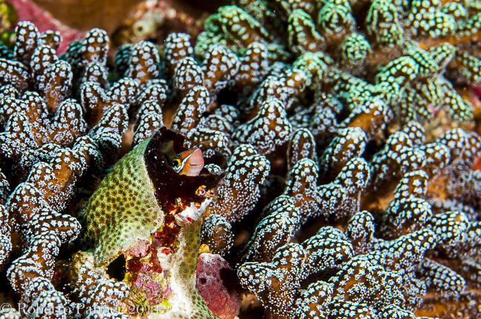 Blenio - Bluestriped Fangblenny (Plagiotremus rhinorhynchos)