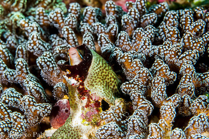 Blenio - Bluestriped Fangblenny (Plagiotremus rhinorhynchos)