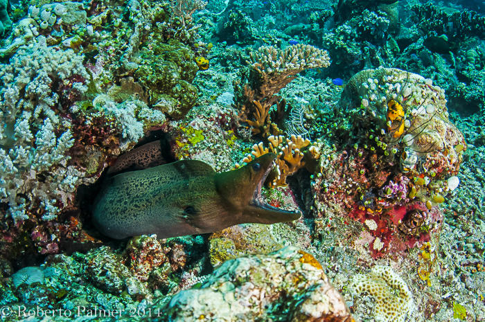 Moreia - Spot Face or Fimbriated Moray (Gymnothorax fimbriatus)