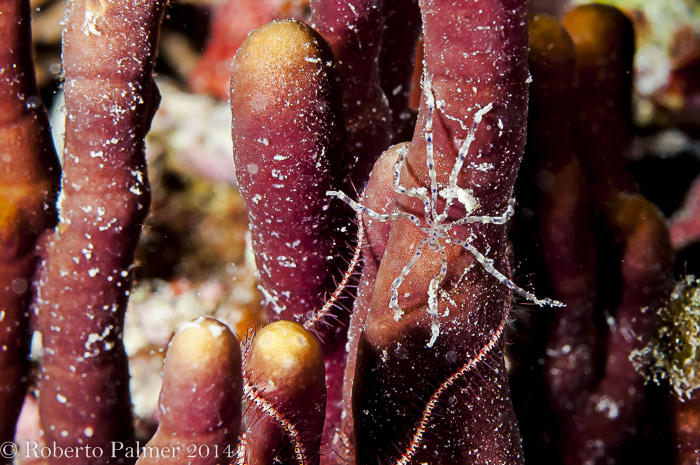 Aranha do mar - Sea Spider (Class - Pycnogonida)