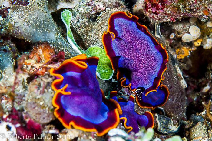 Fuchsia Flatworm (Pseudoceros ferrugineus)