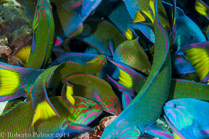 frenesi alimentar - Feeding (Thalassoma lunare)