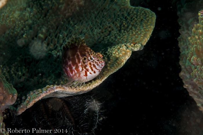 Komodo - Otched Hawkfish (Cirrhitichthys aprinus)