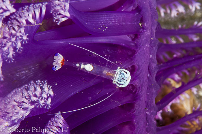 Holthuis Anemone Shrimp (Ancylomenes holthuisi)