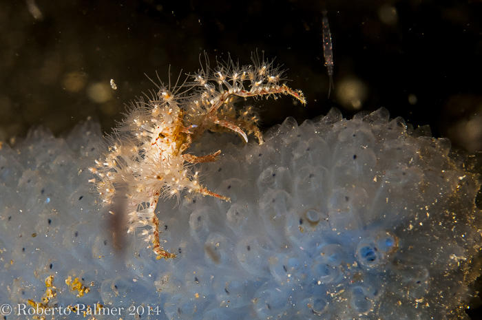 Decorator Crab