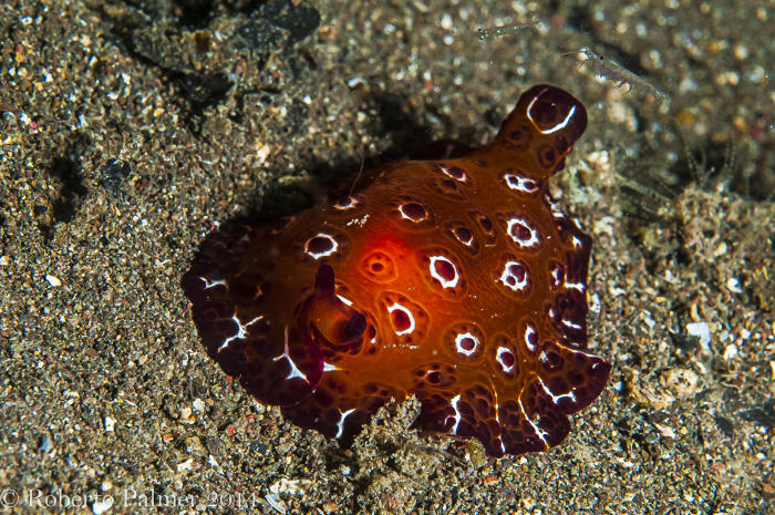 Nudibranquio - Pleurobranchus-sp