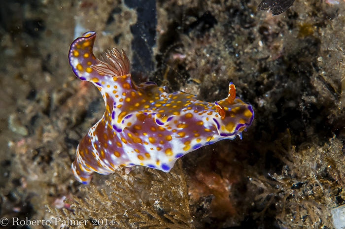 Nudibranquio - Ceratosoma tenue Abraham