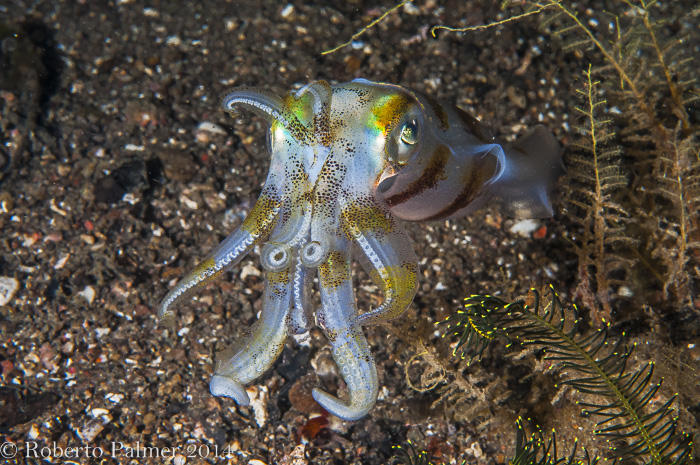 Spia - Bigfin Reef Squid (Sepioteuthis lessoniana)