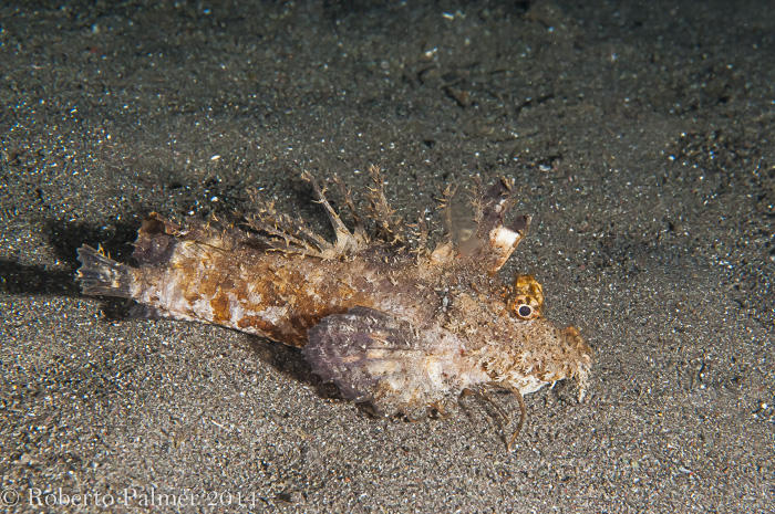 Devil Stinger (Inimicus didactylus)