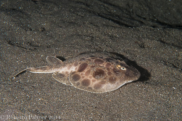 Arraia torpedo - Torpedo Ray