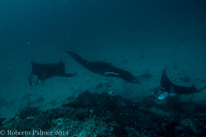 Mantas
