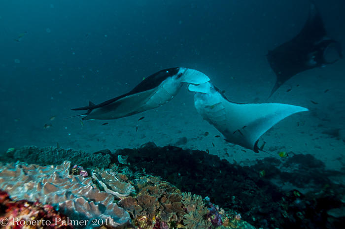 Mantas