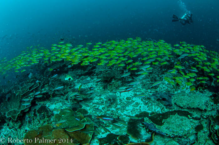Blue-Striped Snapper (Lutjanus kasmira)