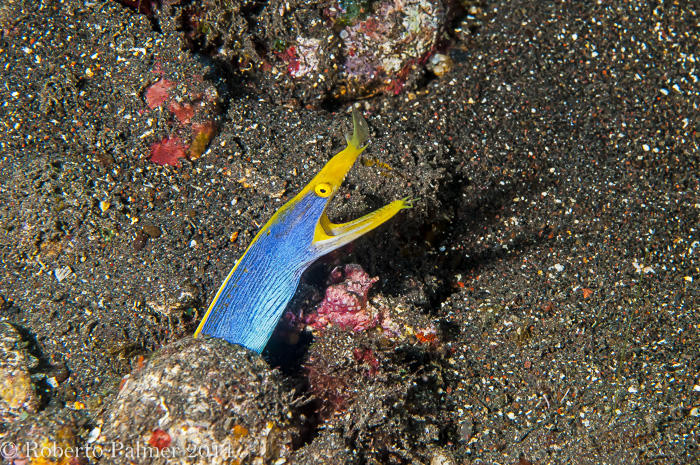 Moreia azul