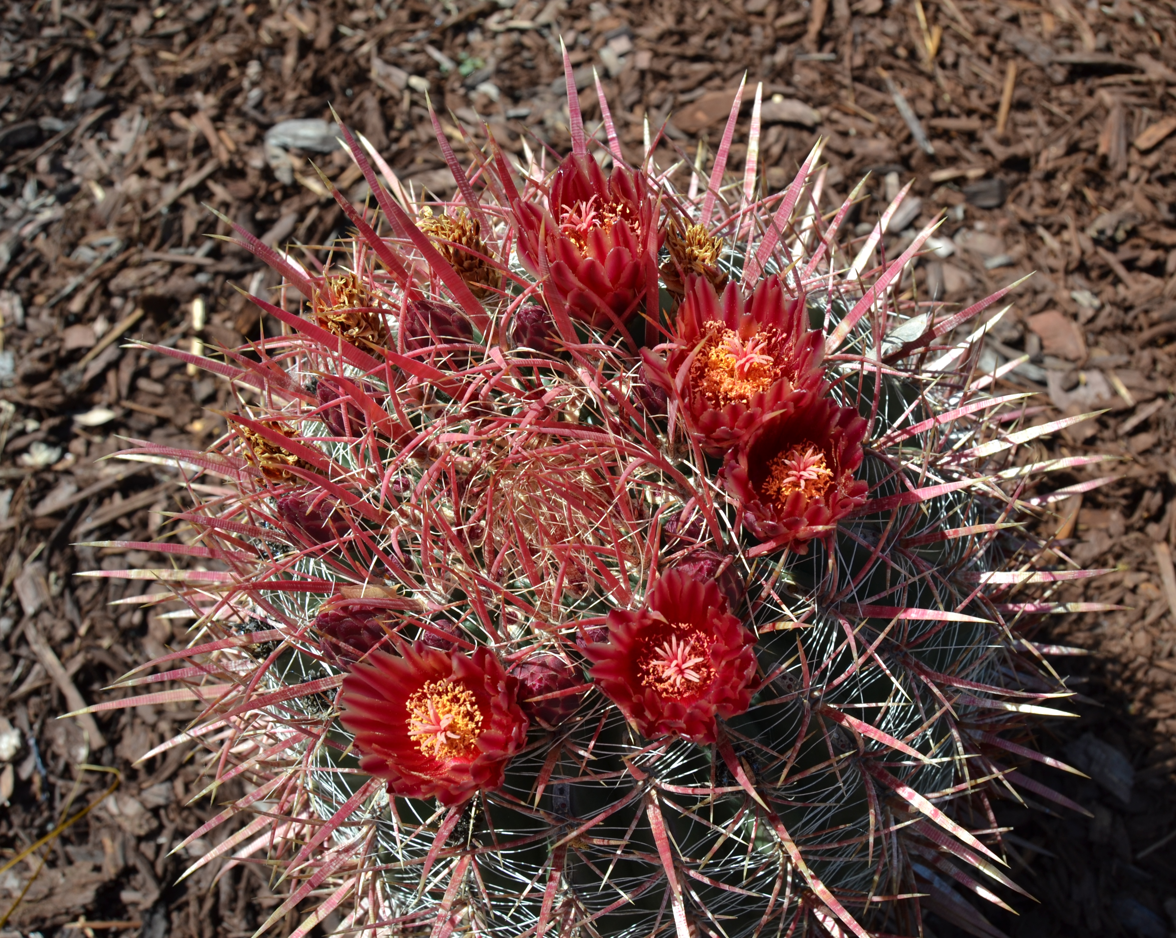 Barrel Catus just Bloomed!
