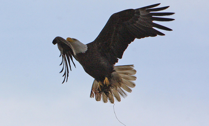 Carrying materials to reinforce her nest