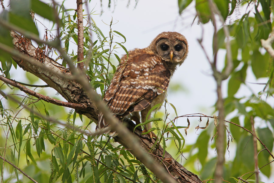 Owl