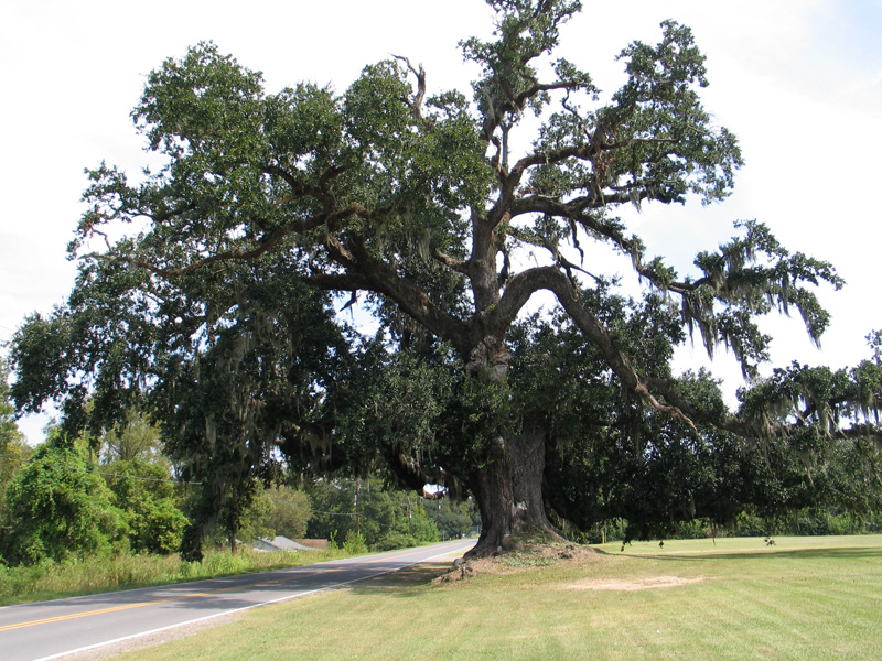 Miss Jane Pittman Live Oak in Pointe Coupee , Louisiana