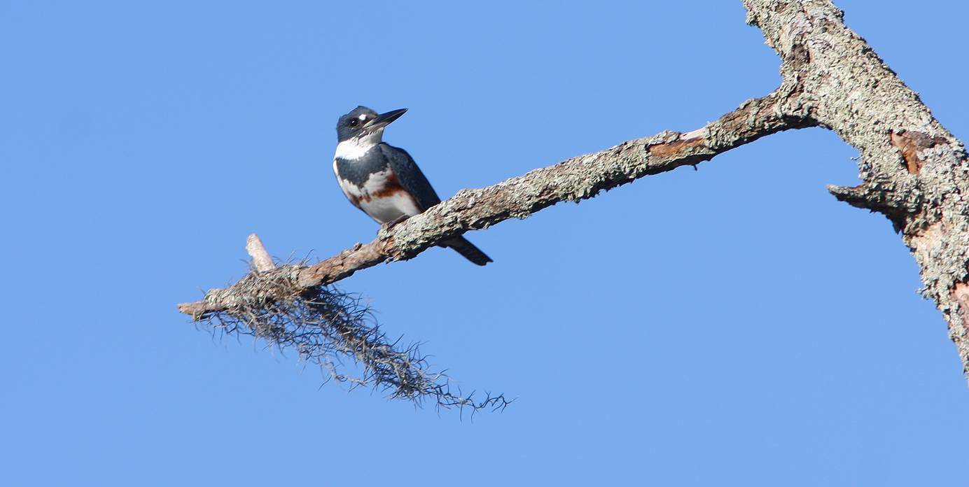 The Belted Kingfisher--the elusive Kingbird