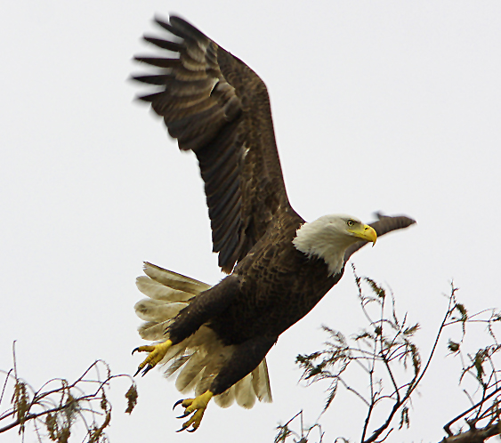 In flight with talons