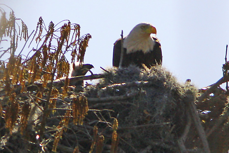 When is your mother flying back?