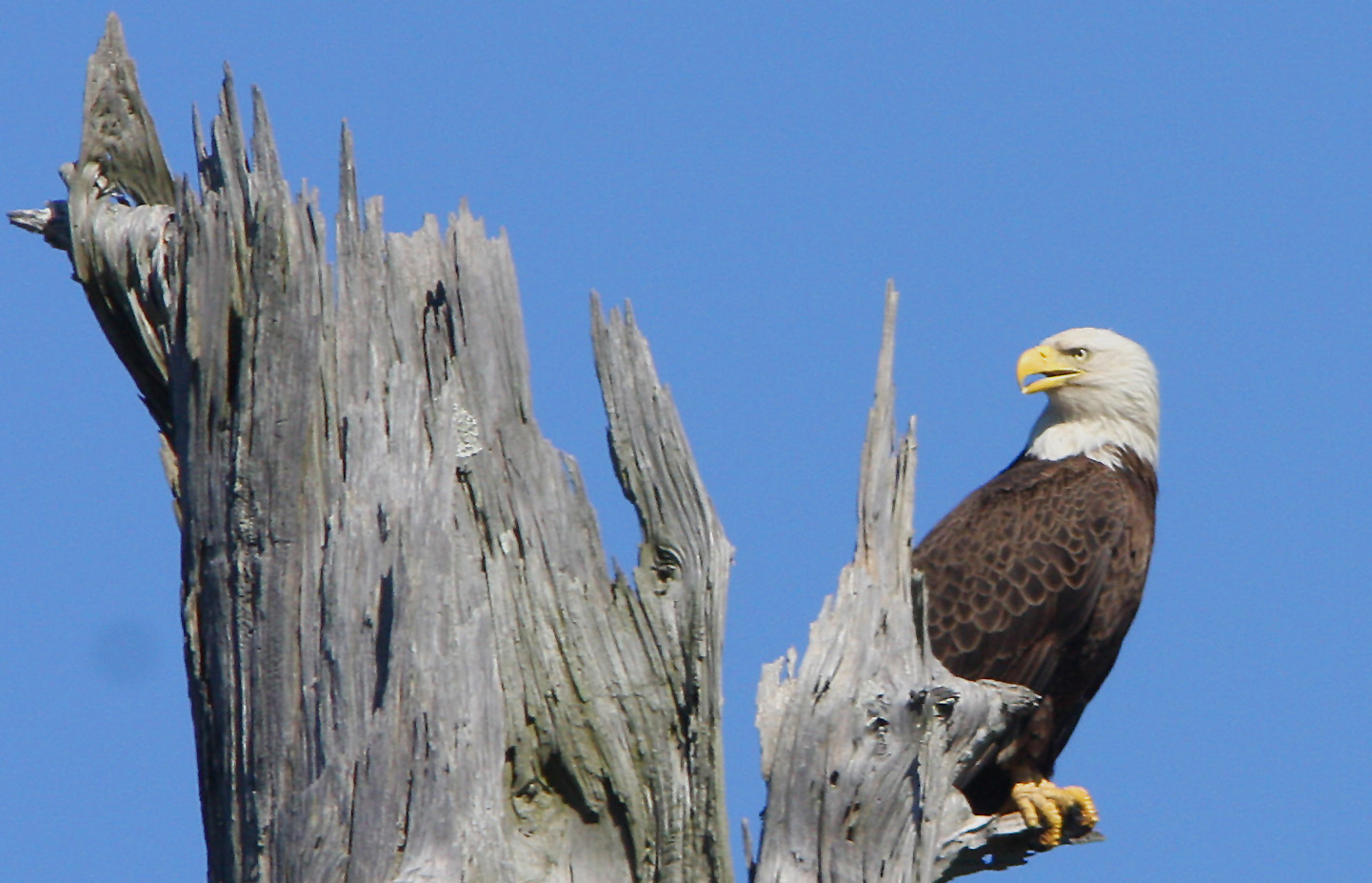 Bald Eagle taking a respite from the nest