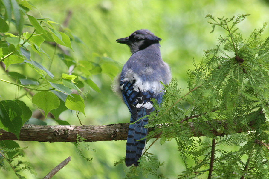 Blue Jay 