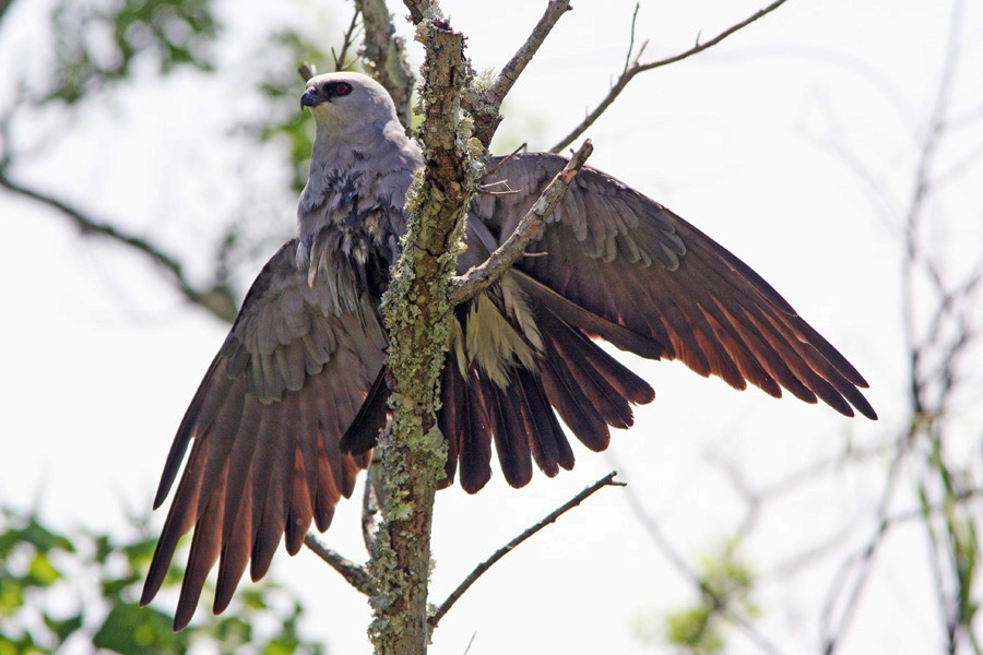 Mississippi Kite