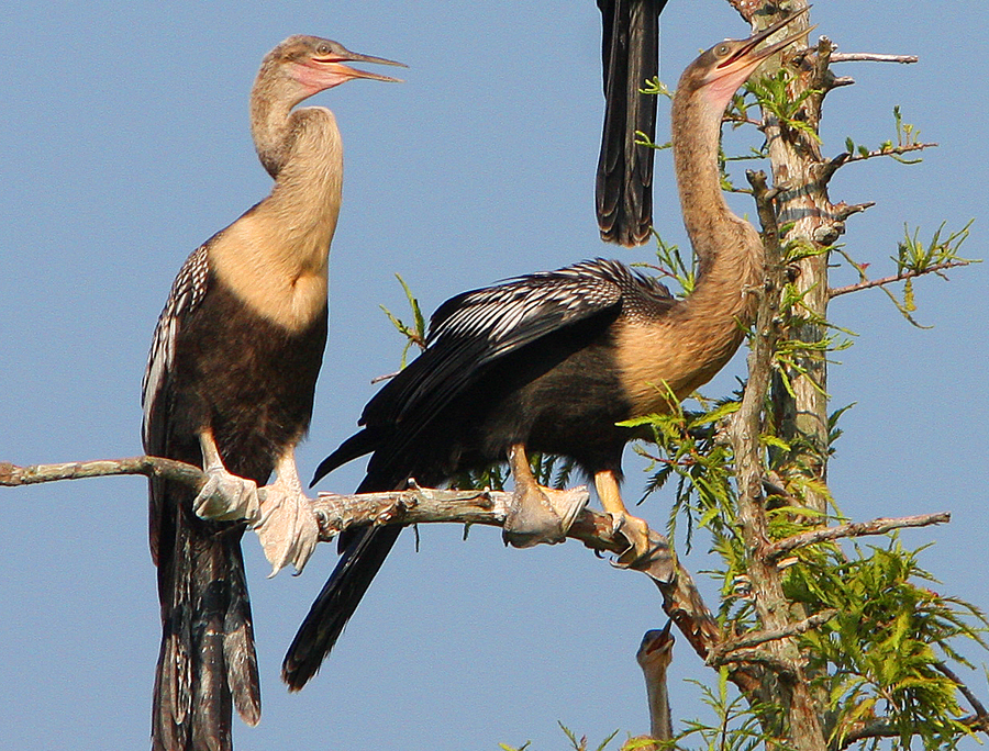 Anhingas or Snake Birds