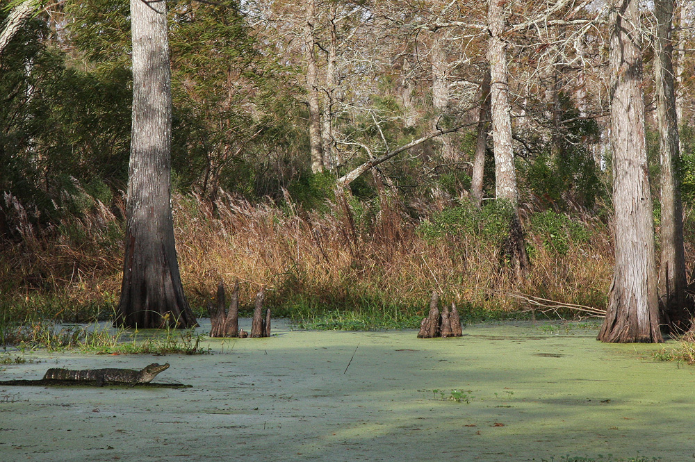 In a Louisiana Swamp