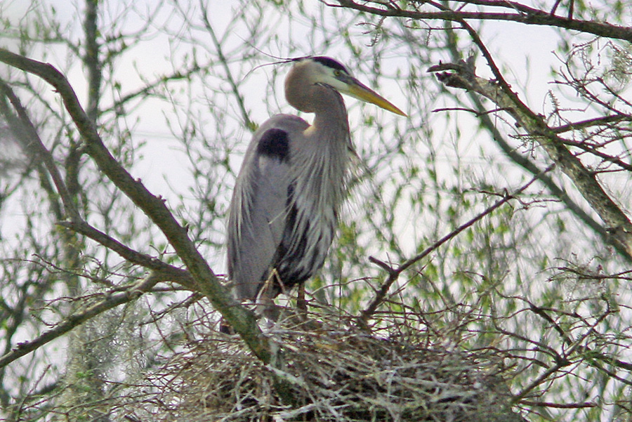 Great Blue Heron