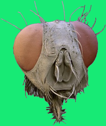 fly head.jpg