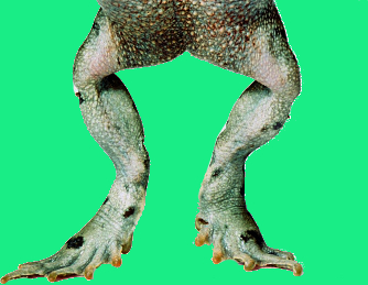 frog legs.jpg