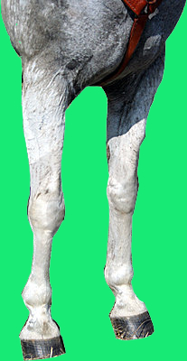 horse-legs-extracted.jpg