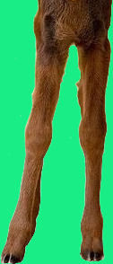moose calf legs.jpg